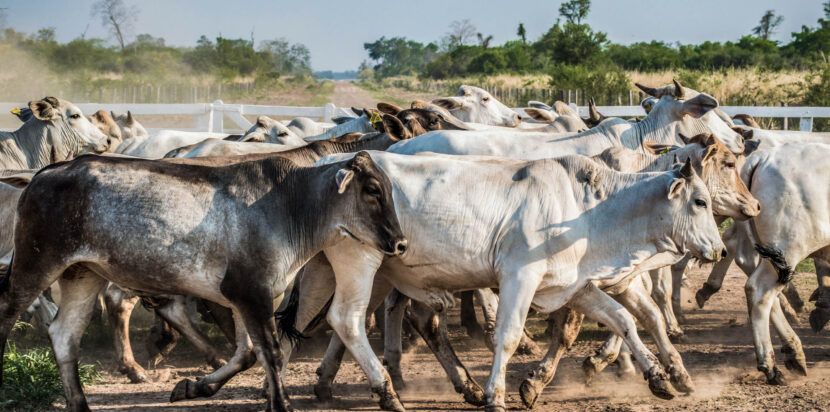 Rinder in Paraguay: Eine Investition, die sich auszahlt